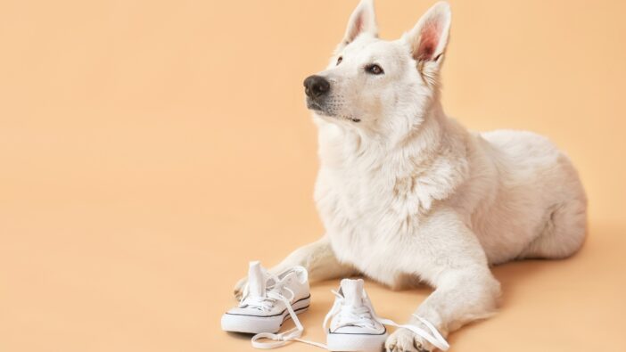 white shepherd with tennis shoes