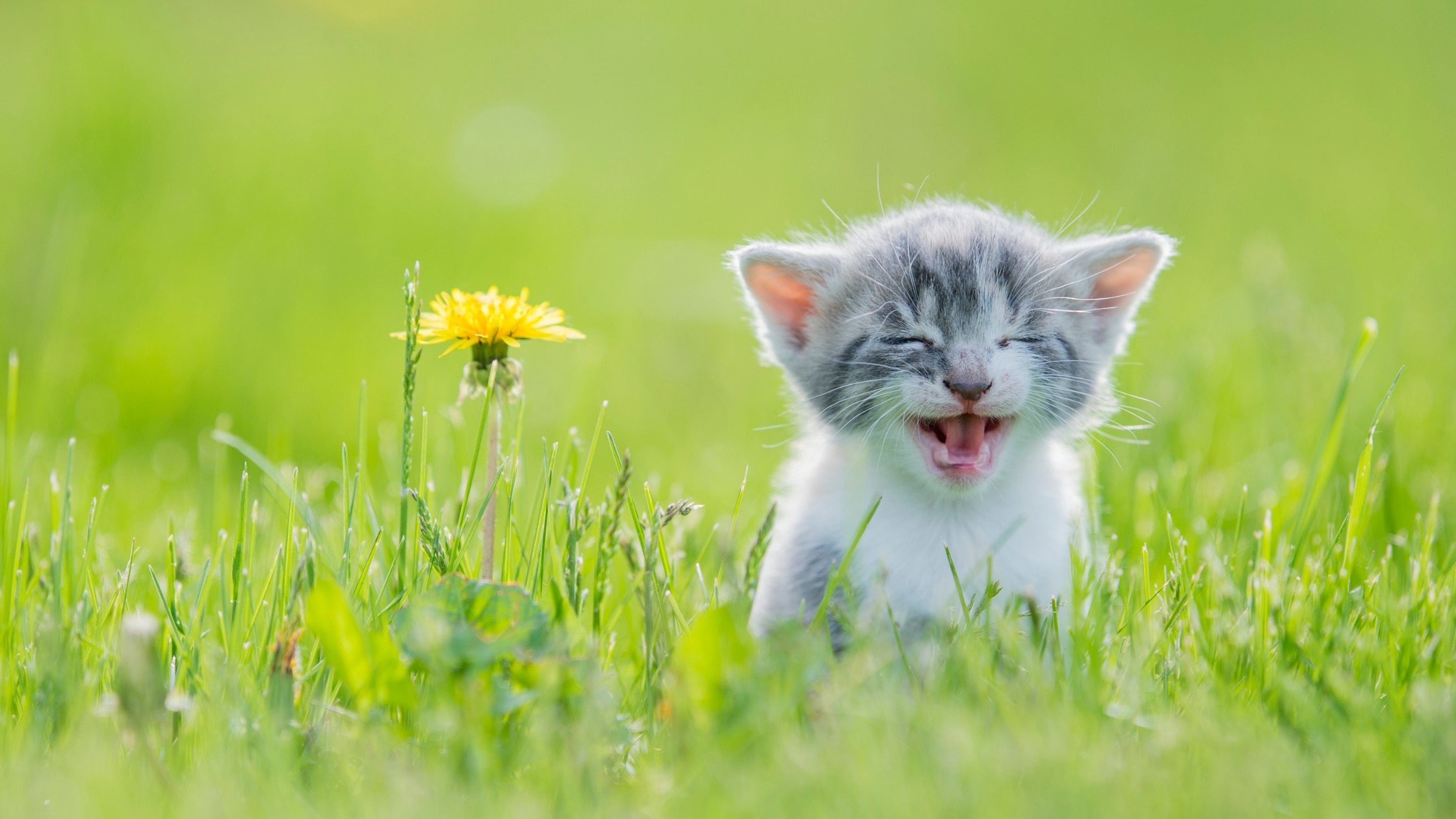 kitten next to dandelion meowing in protest