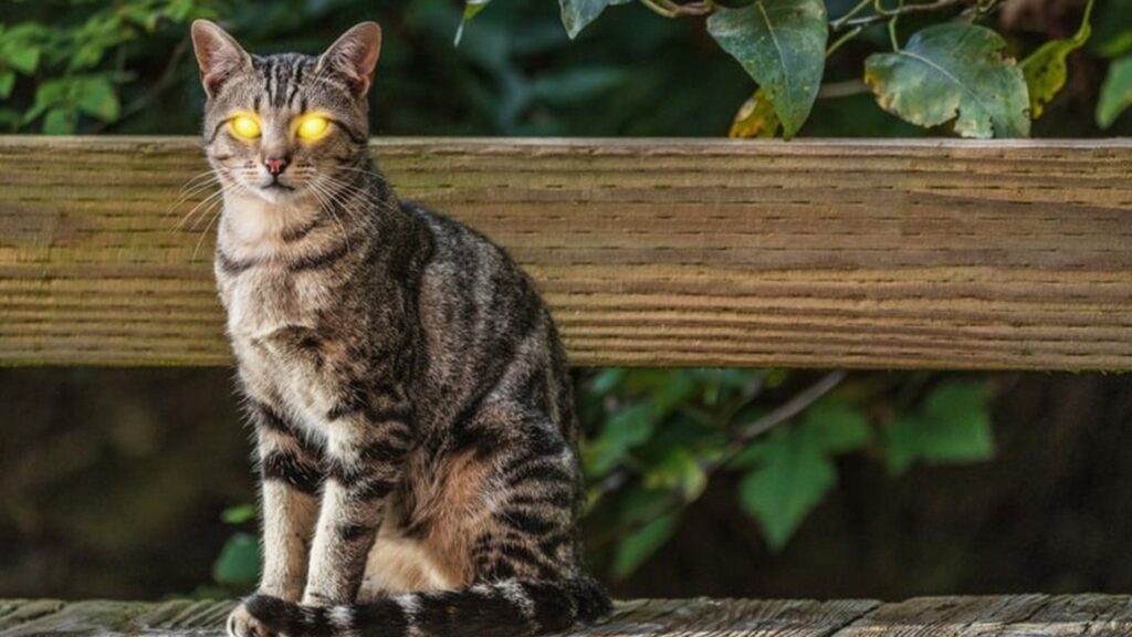 neighborhood tabby cat sitting and staring at camera with glowing yellow eyes