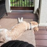 my dog Skipper lying on the porch