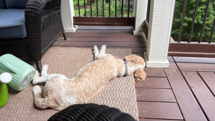 my dog Skipper lying on the porch