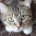 cat looking up at camera