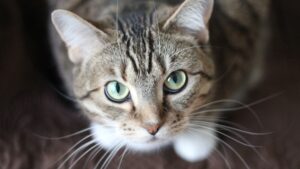 cat looking up at camera