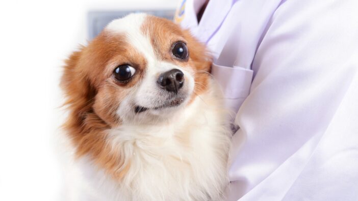 small dog grinning in arms of veterinarian