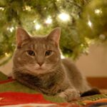 grey cat lying under christmas tree