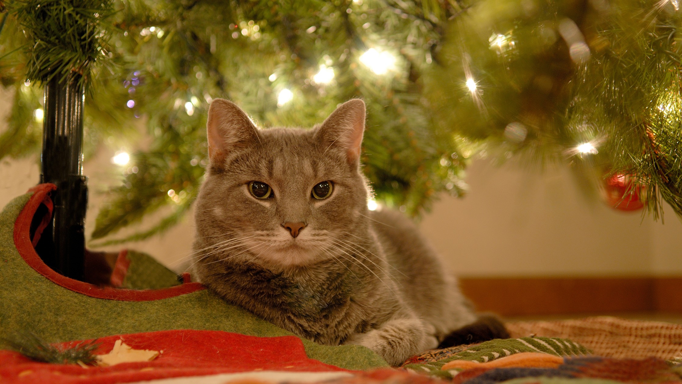 grey cat lying under christmas tree