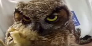 Owl Close Up