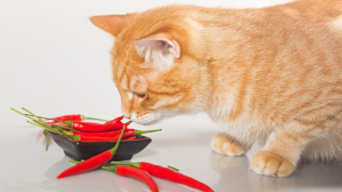 orange cat sniffing peppers