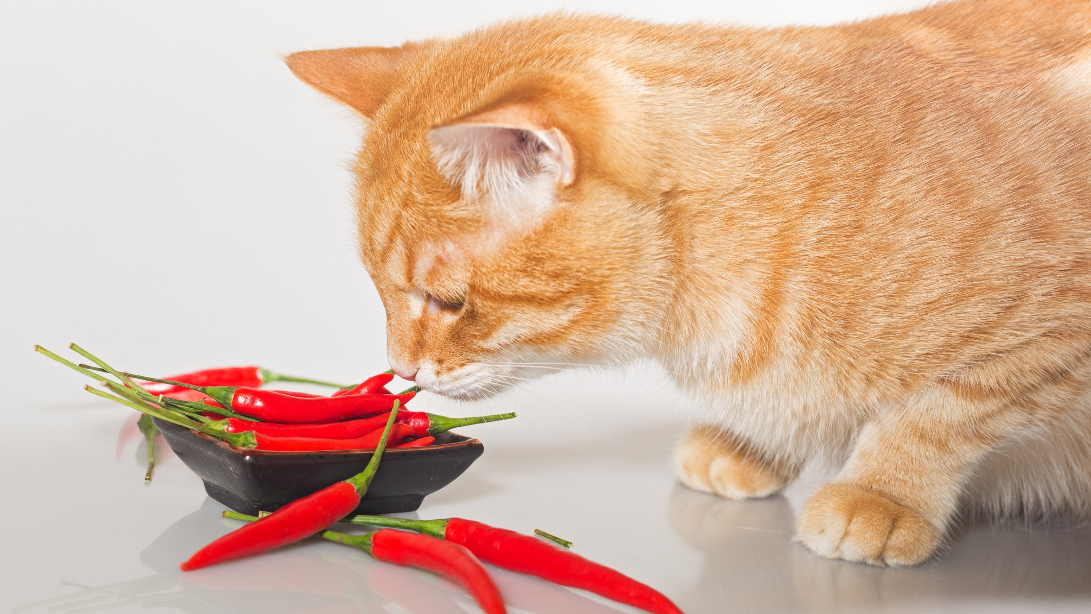 orange cat sniffing peppers
