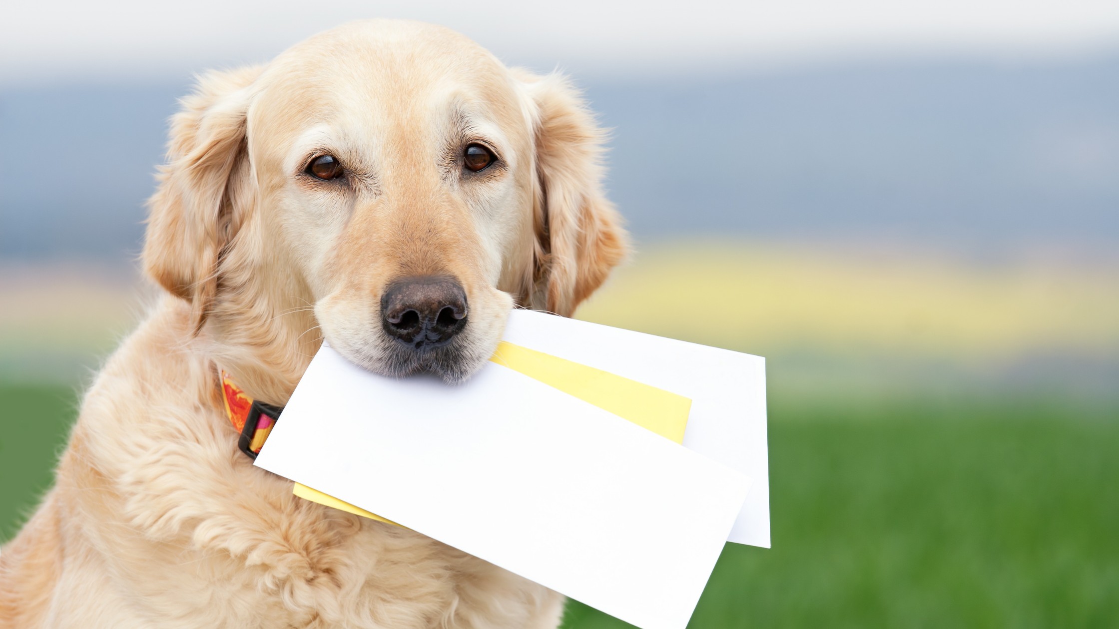 golden retriever holding pieces of paper