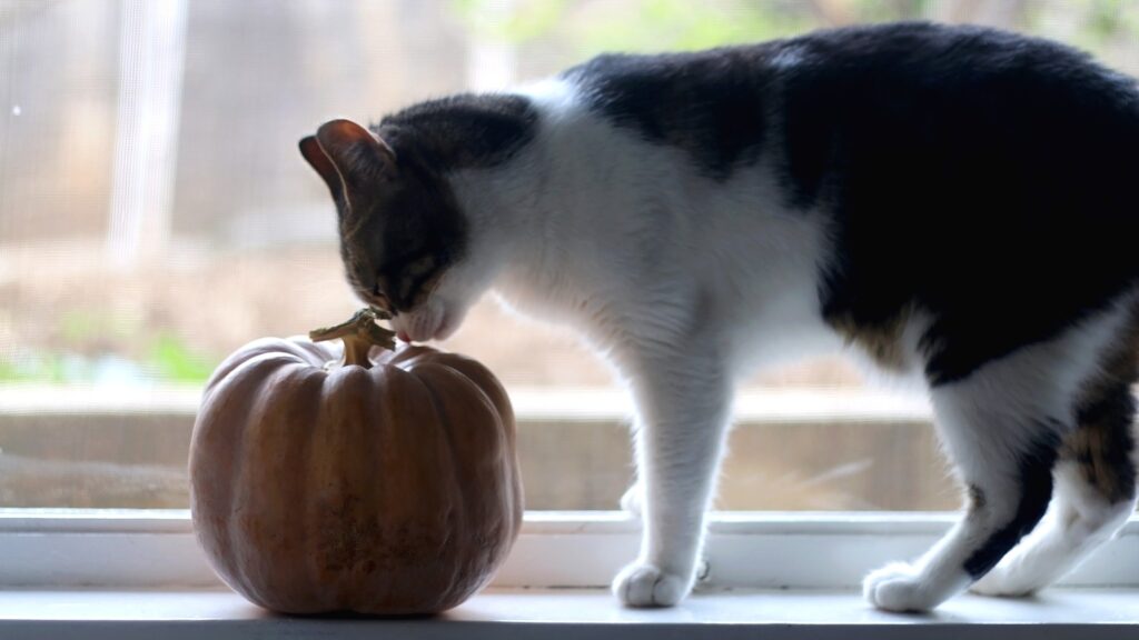 curious cat in window investigating a pumpkin