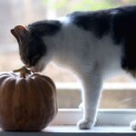 curious cat in window investigating a pumpkin