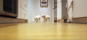 Puppies Running
