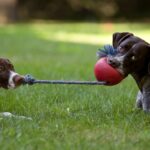 two dogs playing tug of war