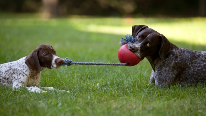 two dogs playing tug of war
