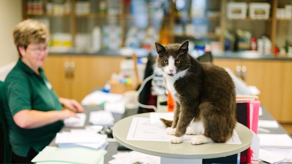 old cat in a veterinary hospital treatment area