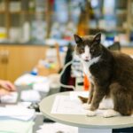 old cat in a veterinary hospital treatment area