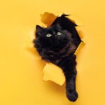 black cat with yellow gold eyes breaking through yellow paper