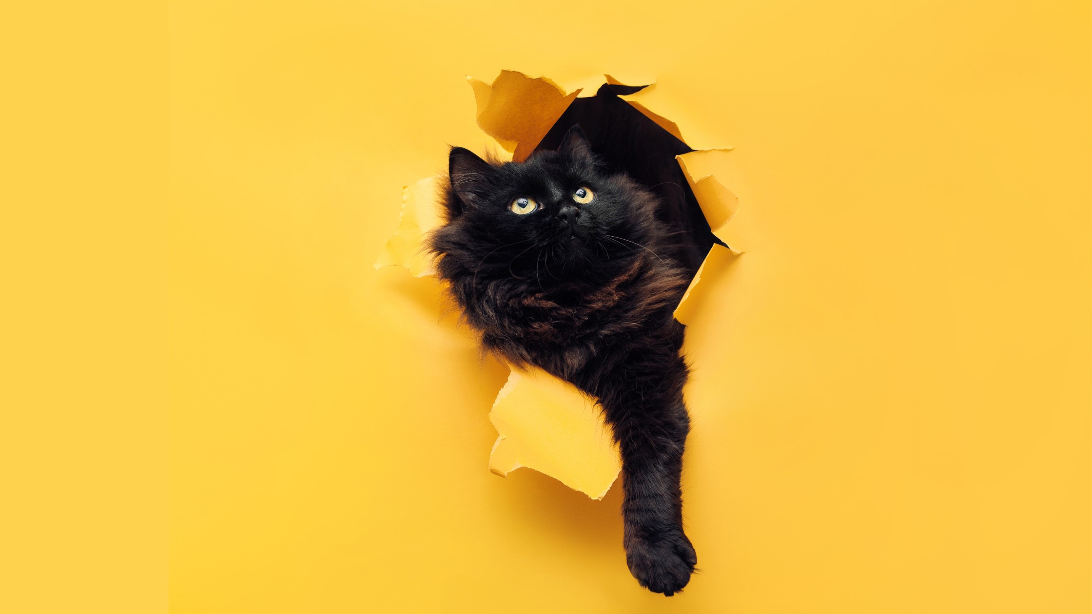 black cat with yellow gold eyes breaking through yellow paper