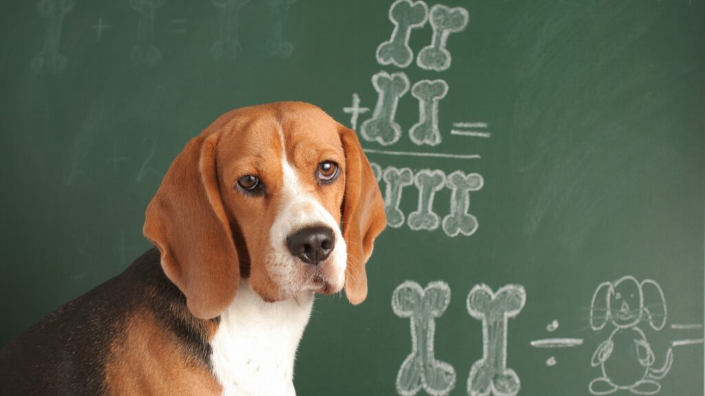 beagle dog standing in front of chalk board doing math