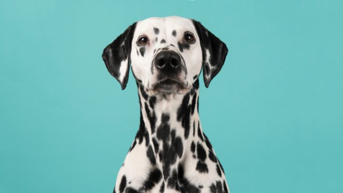 Dalmatian dog looking at camera