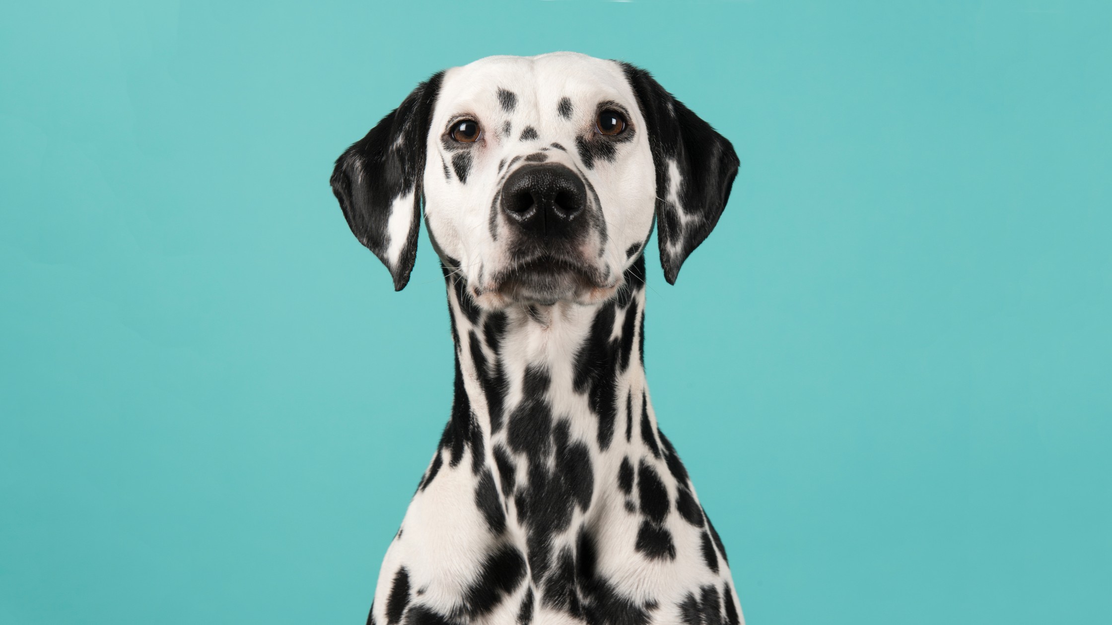 Dalmatian dog looking at camera