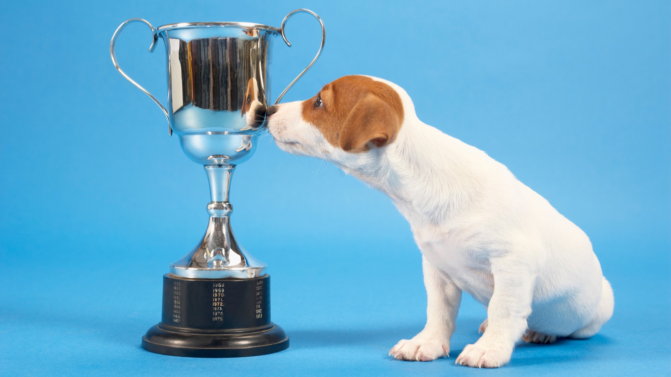 puppy sniffing a trophy