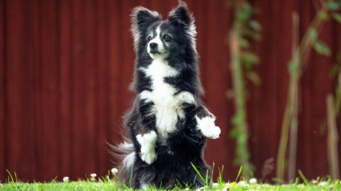 fluffy black and white dog standing up on hind legs