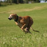 greyhound dog running in grassy field