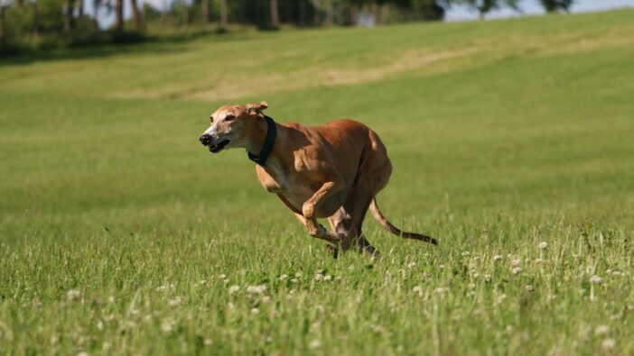 greyhound dog running in grassy field