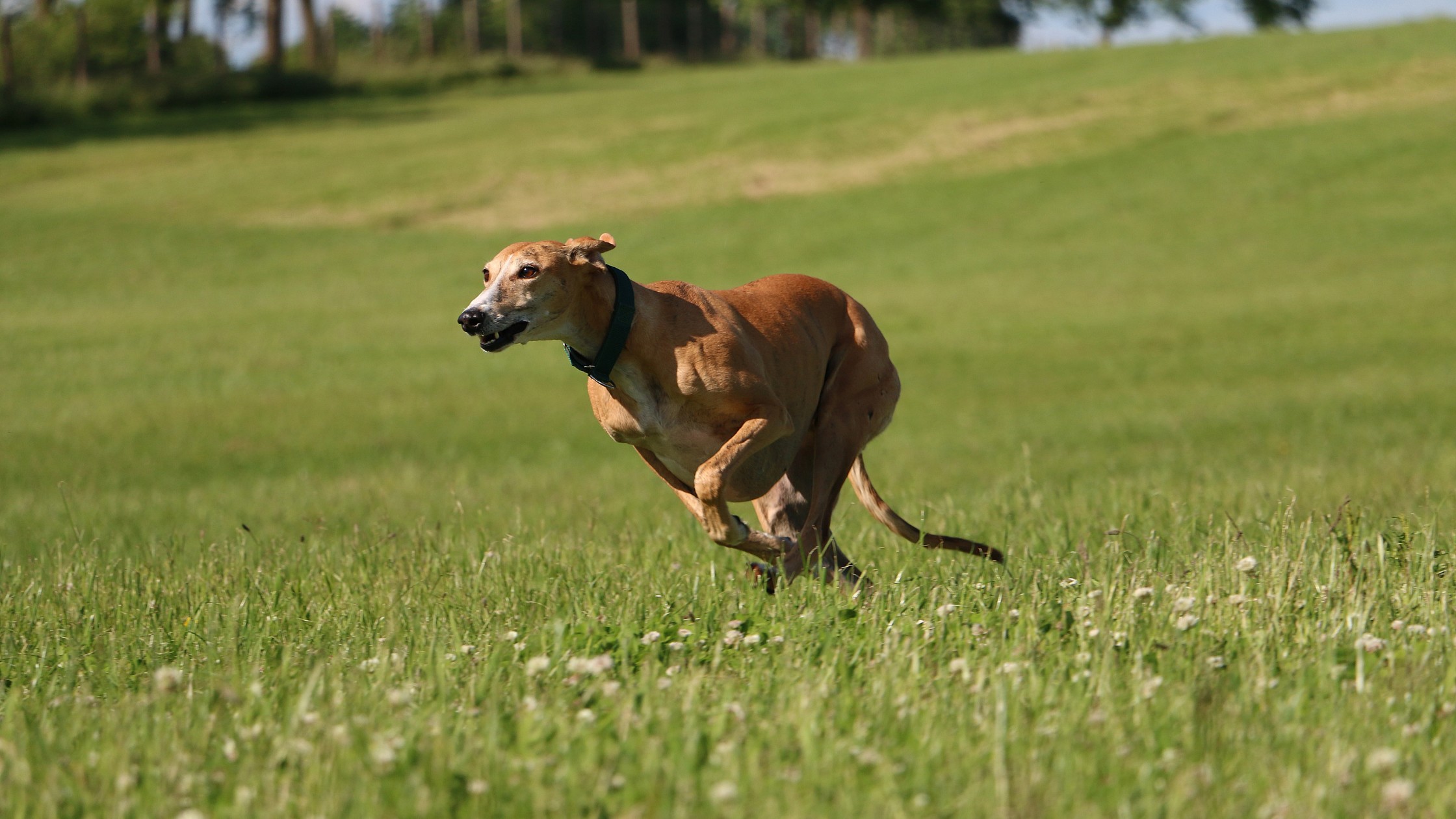 greyhound dog running in grassy field