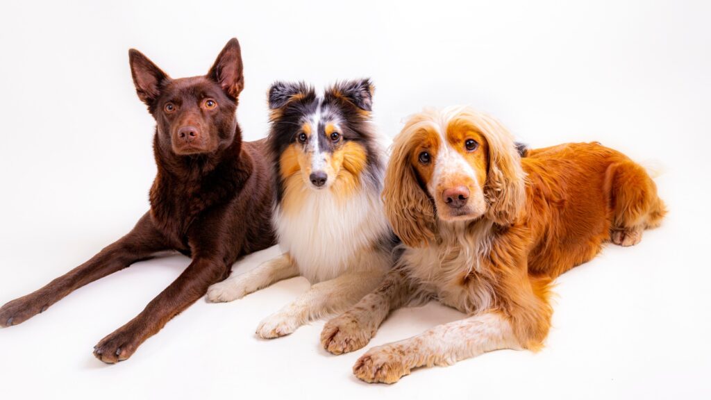 three dogs looking at camera