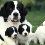 mother dog with puppies