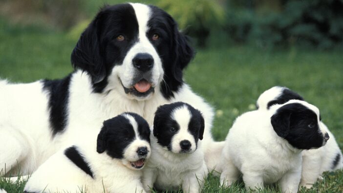 mother dog with puppies