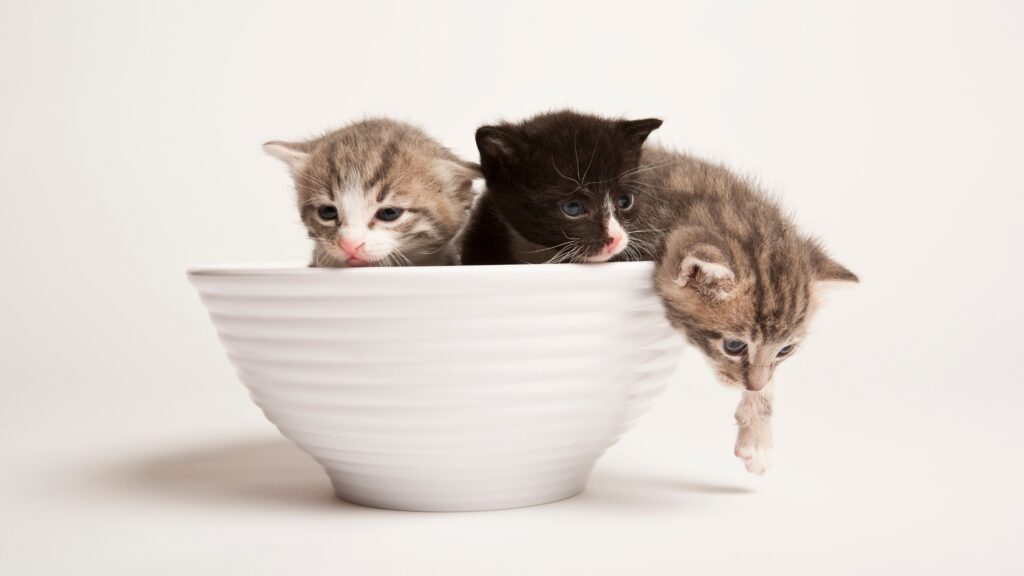 kittens in a cereal bowl