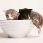 kittens in a cereal bowl