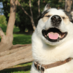 photo of dog smiling