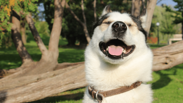 photo of dog smiling