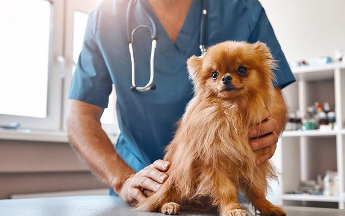 Veterinarian and small dog