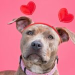 pitbull wearing headband with hearts