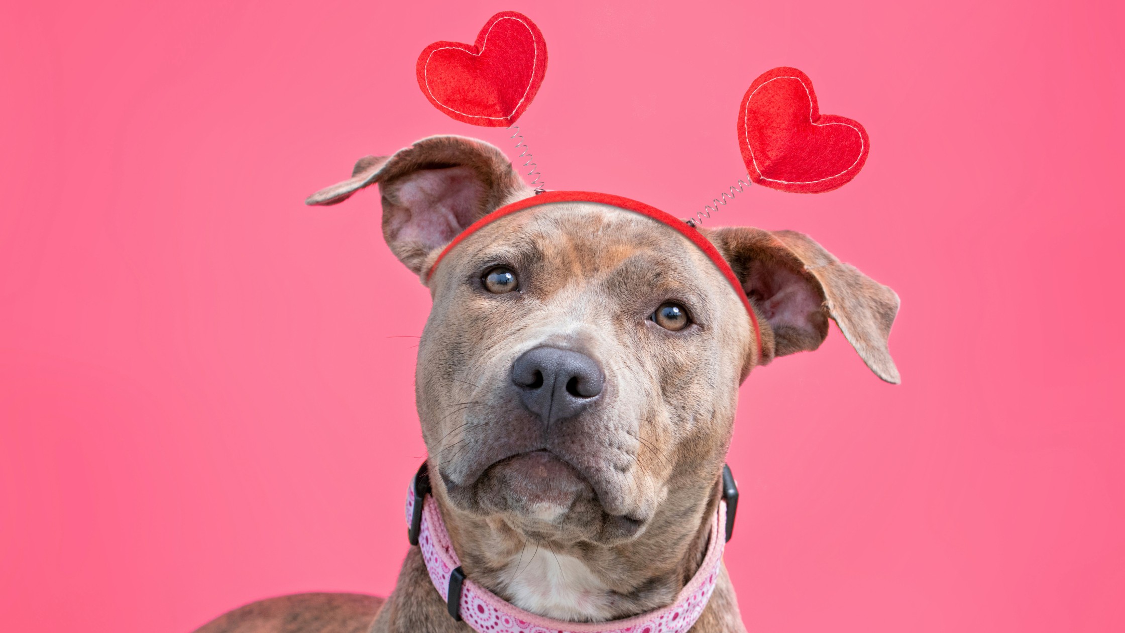 pitbull wearing headband with hearts