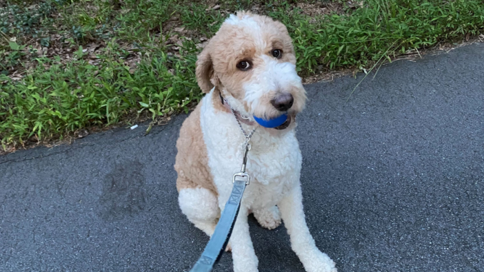 photo of Skipper looking bashful