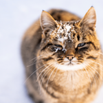 photo of a cat with snow on it's face