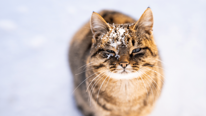 photo of a cat with snow on it's face