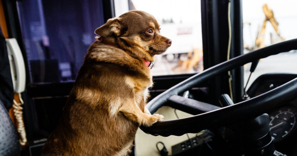 dog driving a bus