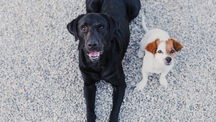 large dog and small dog next to each other