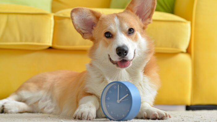 corgi dog laying next to clock