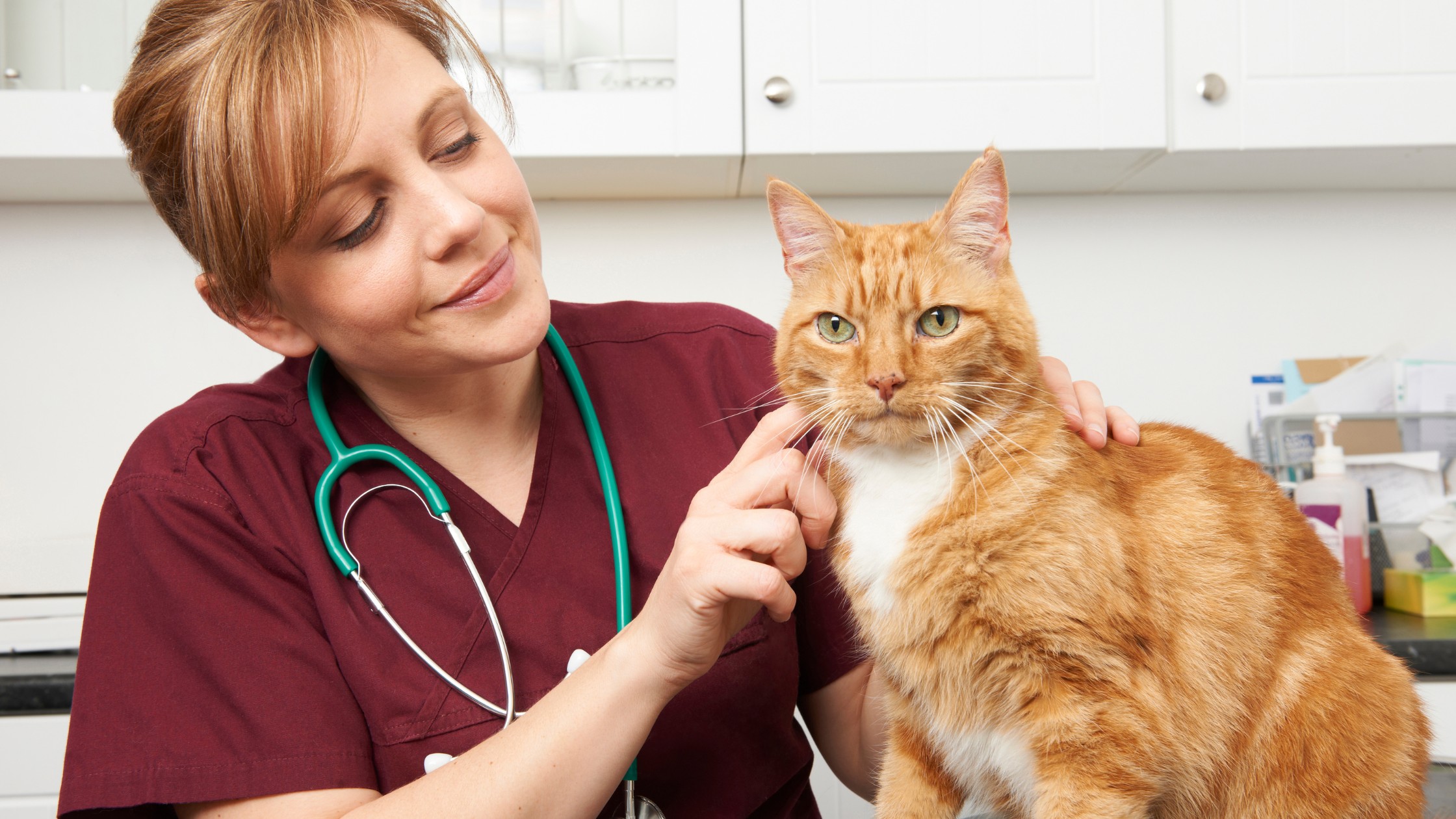 veterinary technician woman with orange cat