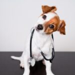dog wearing stethoscope tilting head in question