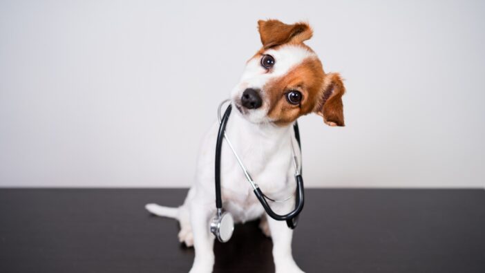 dog wearing stethoscope tilting head in question